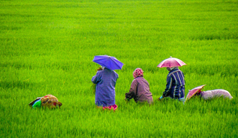kuttanad